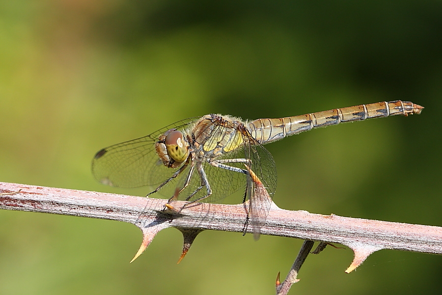 Due libellule da identificare - Sympetrum striolatum